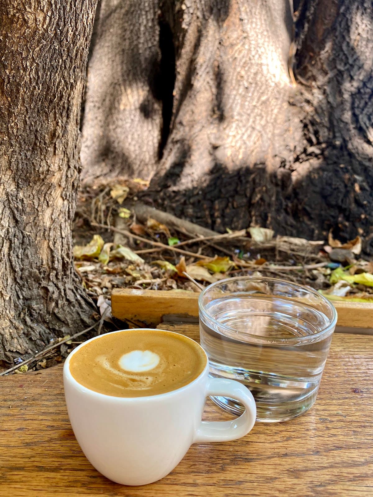 Micelio Café — foto 4